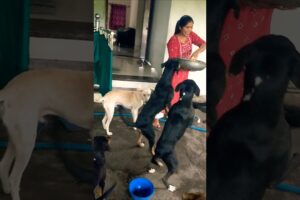 cute dog #doglover#puppy #labrador #shortvideo #