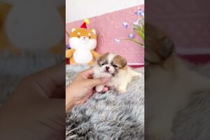 Cute Dog Collection, The World’s Cutest Puppies #dog #puppies #puppy #video #cute #cutest