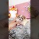 Cute Dog Collection, The World’s Cutest Puppies #dog #puppies #puppy #video #cute #cutest