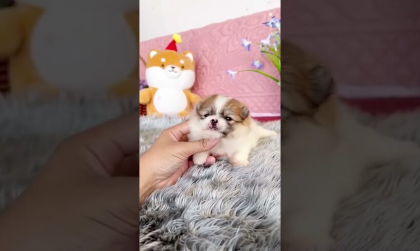 Cute Dog Collection, The World’s Cutest Puppies #dog #puppies #puppy #video #cute #cutest