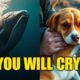 Unbelievable Animal Rescues: Heroes Saving Wildlife From Deadly Attacks | True Rescue Stories
