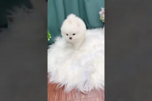 Cute Dog Collection, The World’s Cutest Puppies #dog #puppies #puppy #video #cute #cutest