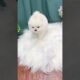 Cute Dog Collection, The World’s Cutest Puppies #dog #puppies #puppy #video #cute #cutest