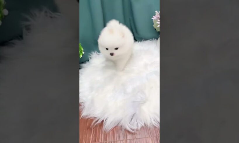 Cute Dog Collection, The World’s Cutest Puppies #dog #puppies #puppy #video #cute #cutest