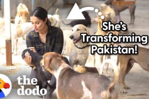 How One Woman Is Transforming Animal Rescue in Pakistan | The Dodo