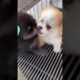 Cute Dog Collection, The World’s Cutest Puppies #dog #puppies #puppy #video #cute #cutest