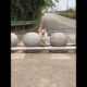 Cute Puppies 🥰♥ super funny Corgi ♥ #shorts #2025