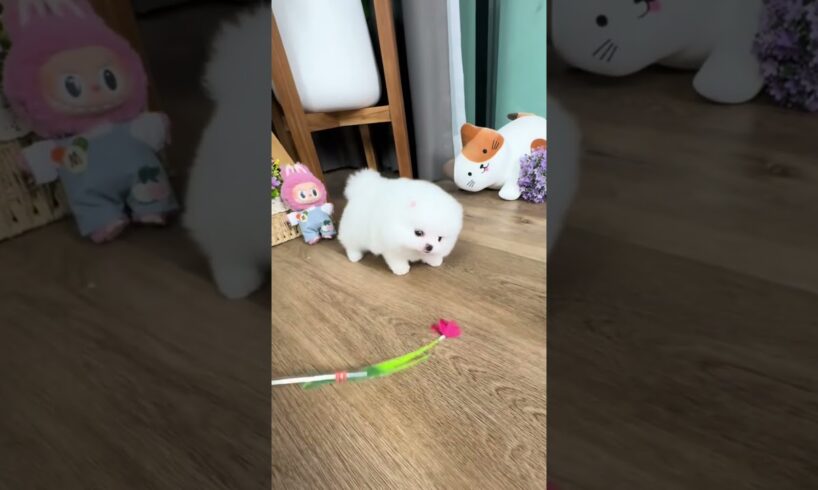Cute Dog Collection, The World’s Cutest Puppies #dog #puppies #puppy #video #cute #cutest