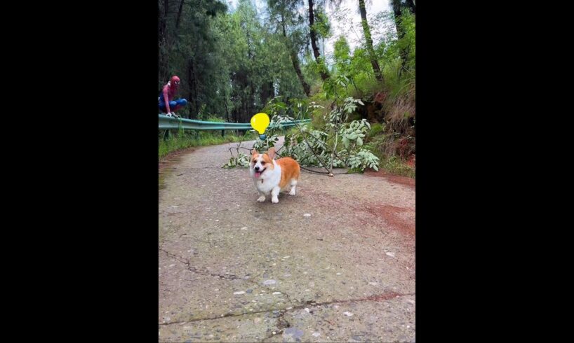 Cute Puppies 🥰♥ super funny Corgi ♥ #shorts #2025