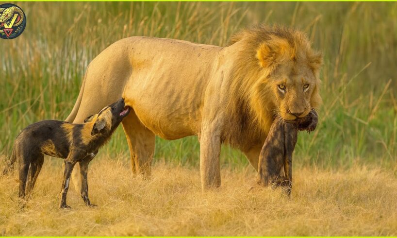 DEADLIEST Lion Attacks In The Wild Ever Caught On Camera | Animal Fights
