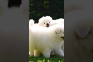 Cute puppies