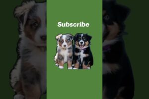 Cute puppies