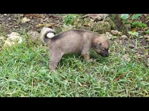 Cute puppies 😍 🐶