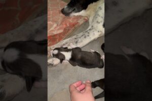 Cute puppies 💕❣️