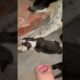 Cute puppies 💕❣️