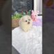 Cute Dog Collection, The World’s Cutest Puppies #dog #puppies #puppy #video #cute #cutest