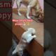 cute puppies #puppy #puppies #cuteanimals #youtubeshorts #cutedog 🐕😍🤩🥰🤗