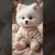 Cute Puppies Crazy Dance 💃 🤩| #funnyvideo #cutepuppy #dogshorts #funnyanimals #viraldance #66