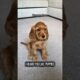 Cute Puppies