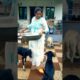cute dog #doglover#puppy #labrador #shortvideo #