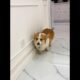 Cute Puppies 🥰♥ super funny Corgi ♥ #shorts #2025