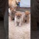 Cute puppies