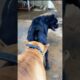 Playing #dog #dogfunny #animals