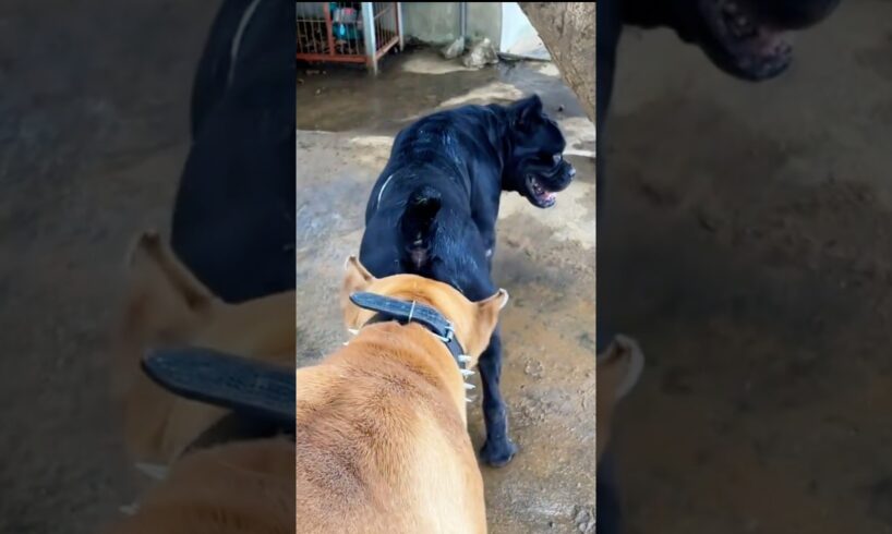 Playing #dog #dogfunny #animals