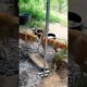 Playing #dog #dogfunny #dogvideo #animals