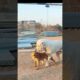 Playing #dog #dogfunny #dogvideo #animals