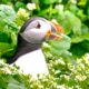 2 Hours with Earth's Most Extraordinary Animals | BBC Earth