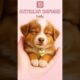 20 Cutest Puppies & their Qualities