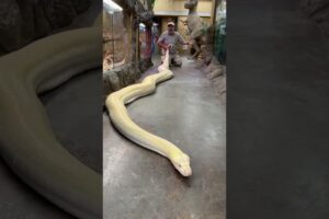 20ft reticulated python!🐍