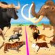 5 Mammoth Elephant Cow vs 3 Indian Bison Tiger Lion Bull Fight Prehistoric Mammals vs Modern Animals