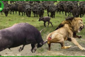 50 Horrific Moments When Deadly Horns Crush Predators | Animal Fight