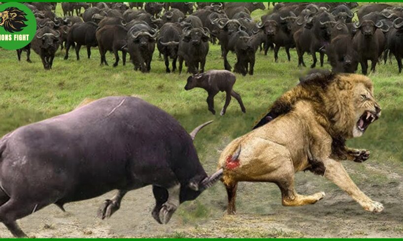 50 Horrific Moments When Deadly Horns Crush Predators | Animal Fight