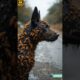 A Dog rescue: Millions of bees are attacked by the dog the rescue team successfully rescued by dog 🐕
