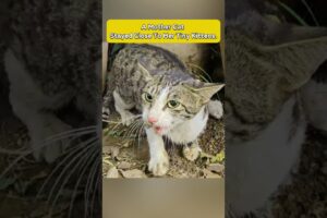 A Mother Cat Stayed Close To Her Tiny Kittens 😿💔 #shorts #cat #rescue
