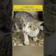 A Mother Cat Stayed Close To Her Tiny Kittens 😿💔 #shorts #cat #rescue