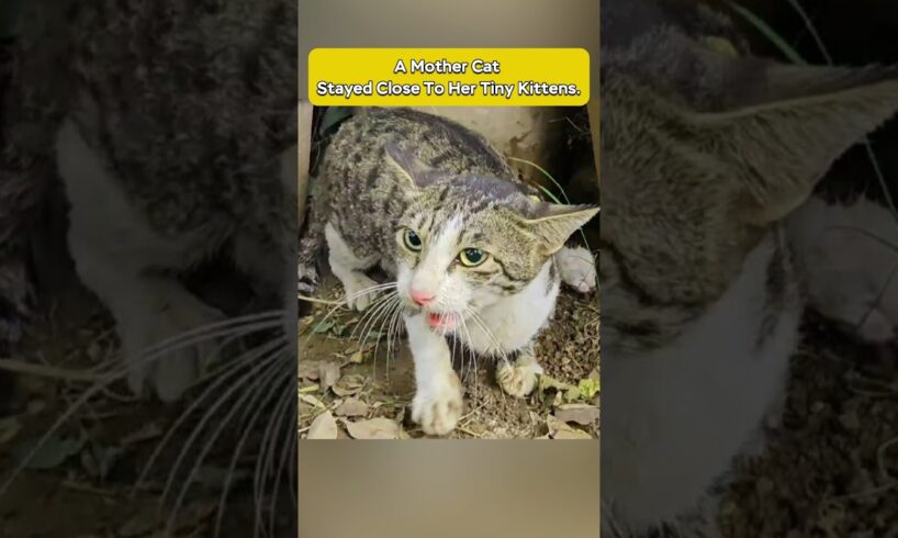 A Mother Cat Stayed Close To Her Tiny Kittens 😿💔 #shorts #cat #rescue
