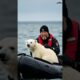 A Polar Bear Cub Rescued from Deadly Shark Attack—Unbelievable Footage #polarbear #rescue #animals