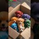 A box of cute puppies #supercutepuppy #cutepuppy #cutepetcute #cute