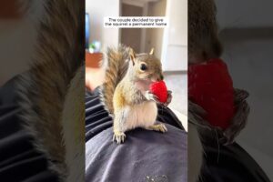 A couple rescued a squirrel stuck in the bird feeder
