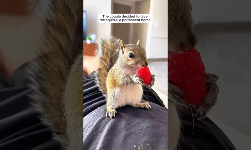 A couple rescued a squirrel stuck in the bird feeder