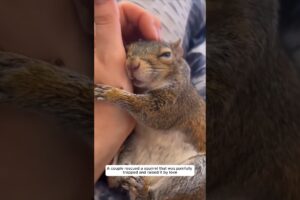 A couple rescued a squirrel that was painfully trapped and raised it by love