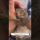 A couple rescued a squirrel that was painfully trapped and raised it by love