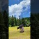 A fight begins, wonderful animal moments, animal fighting power competition