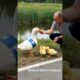 A kind-hearted man helped a duck with chicks by the road #animals