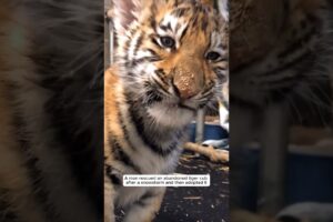 A man rescued an abandoned tiger cub after a snowstorm and then adopted it