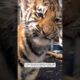A man rescued an abandoned tiger cub after a snowstorm and then adopted it